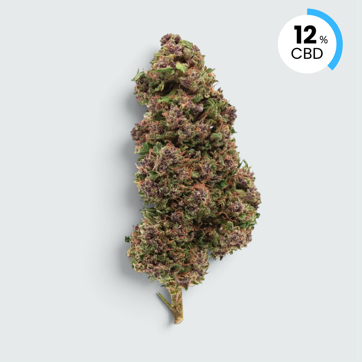 Purple Haze | 12% CBD